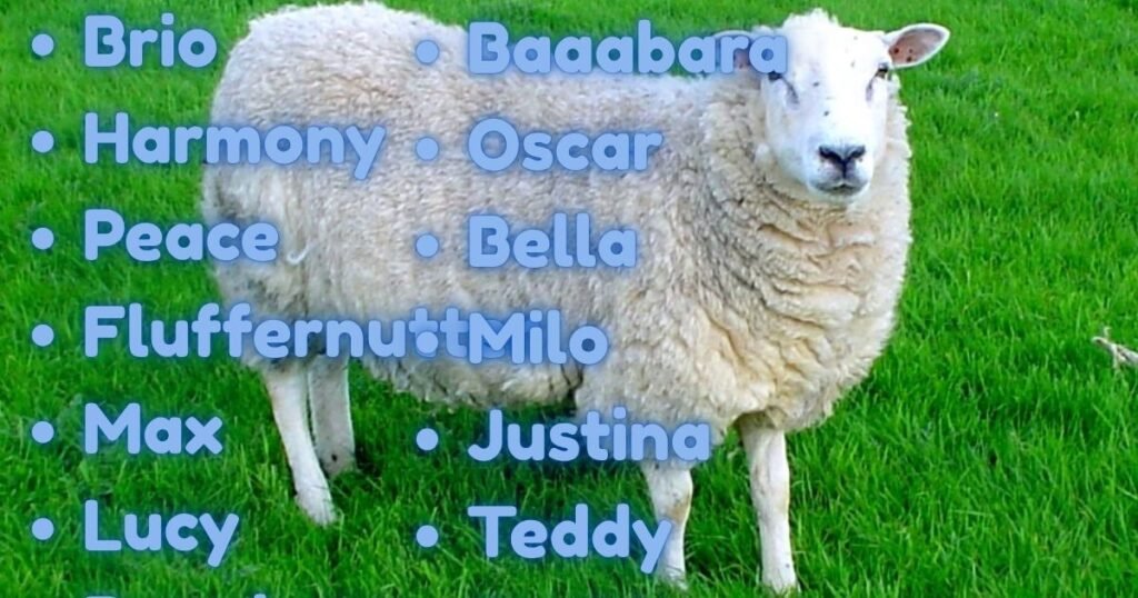 best Sheep names